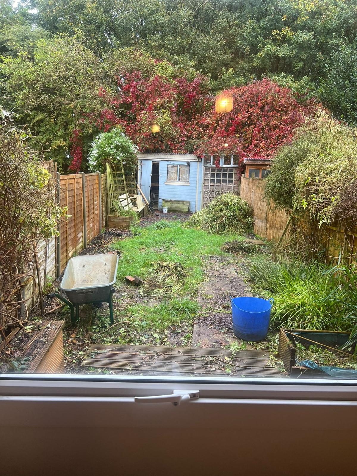 Overgrown garden before clearance